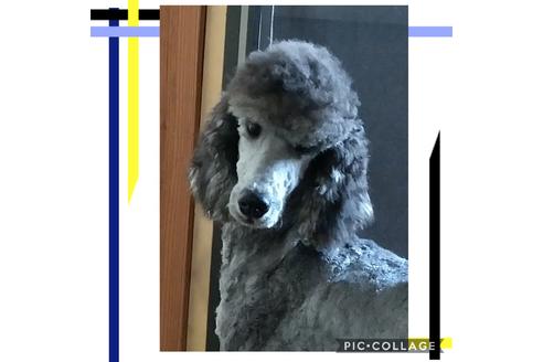 販売中のスタンダードプードルの親犬